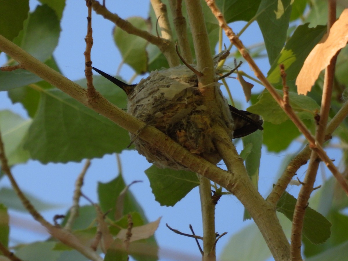 Anna's Hummingbird - ML617989628