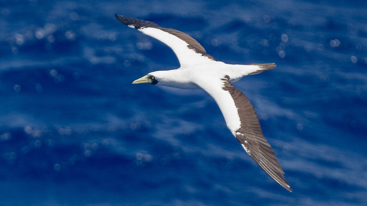Masked Booby - ML617989630