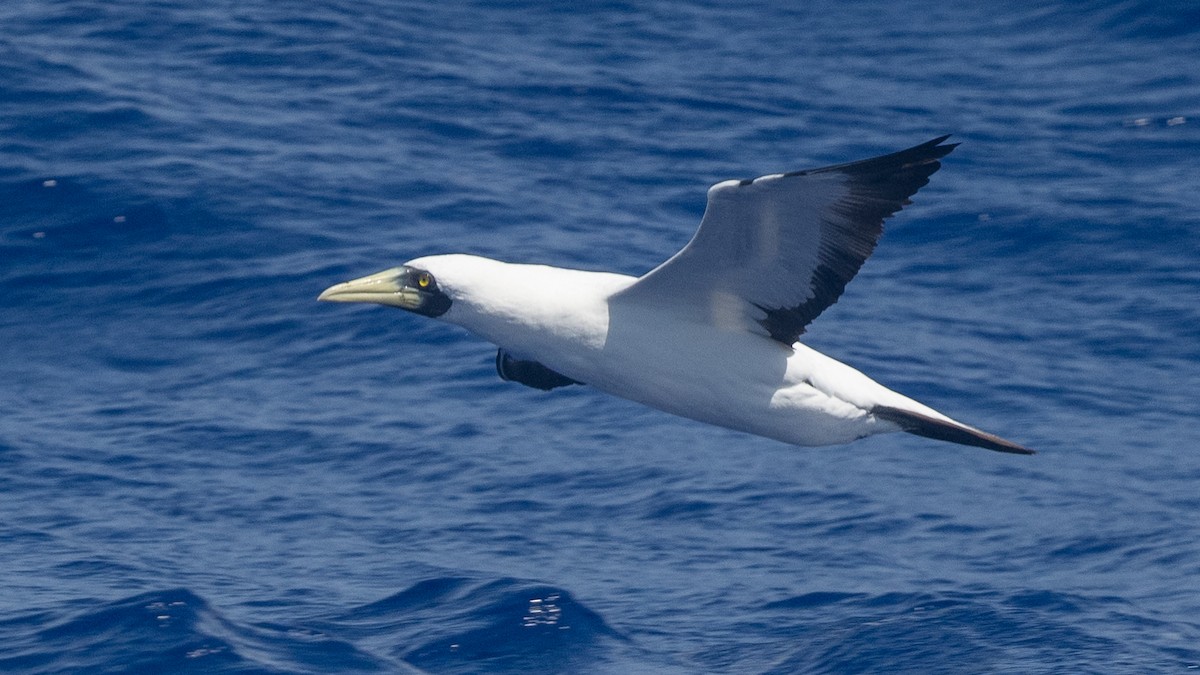 Masked Booby - ML617989631