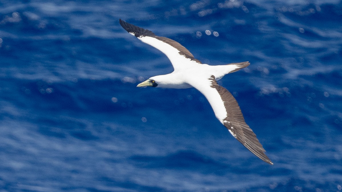 Masked Booby - ML617989632