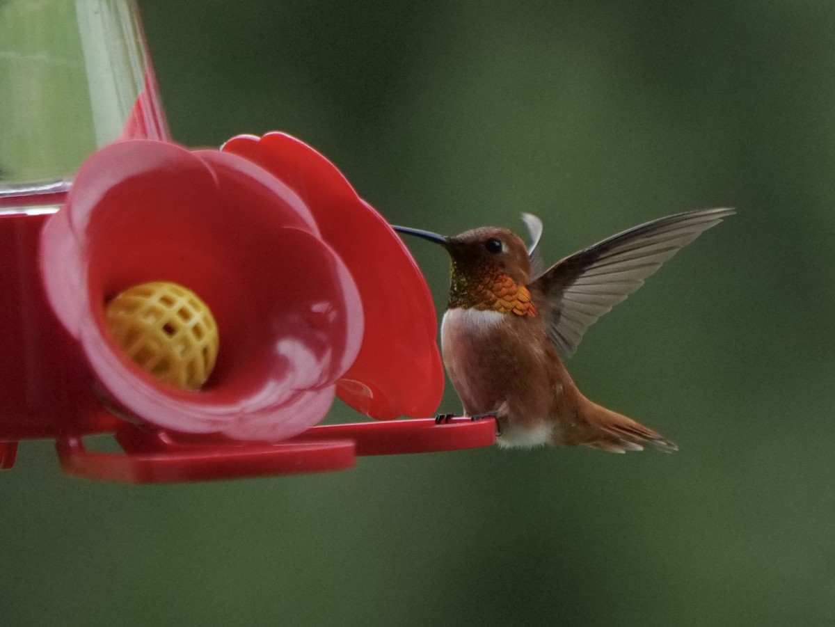 Rufous Hummingbird - Barbara Coll