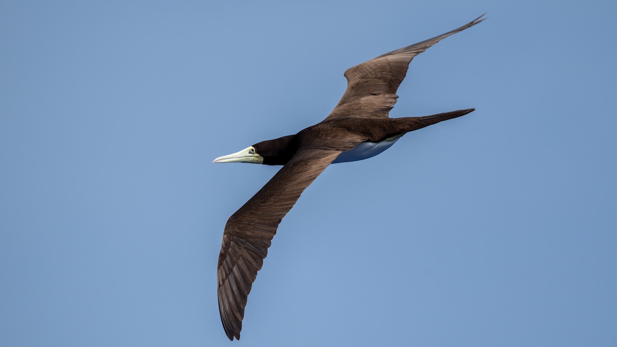 Brown Booby (Forster's) - ML617989656