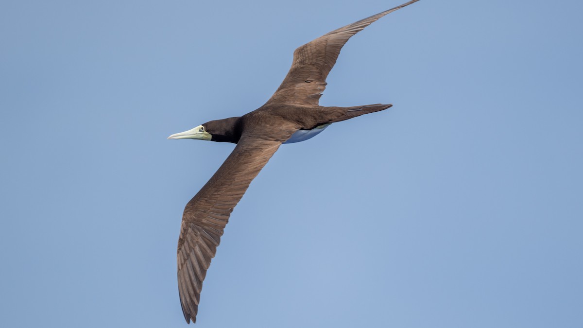 Brown Booby (Forster's) - ML617989657