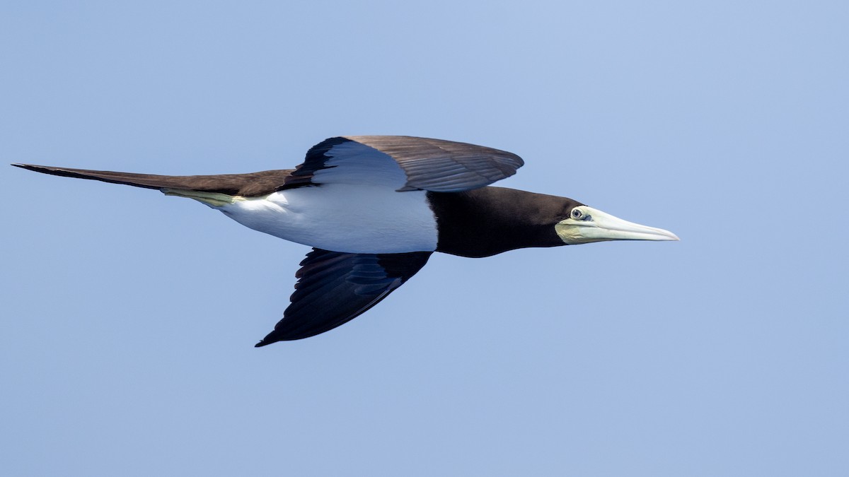Brown Booby (Forster's) - ML617989658