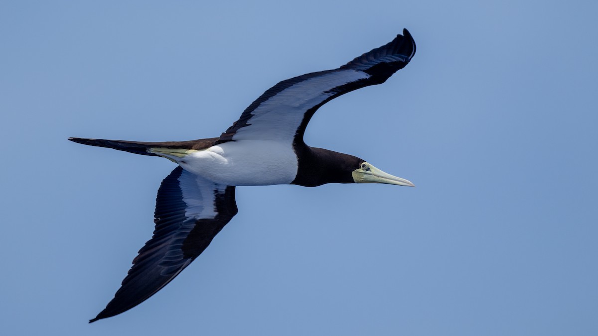 Brown Booby (Forster's) - ML617989659