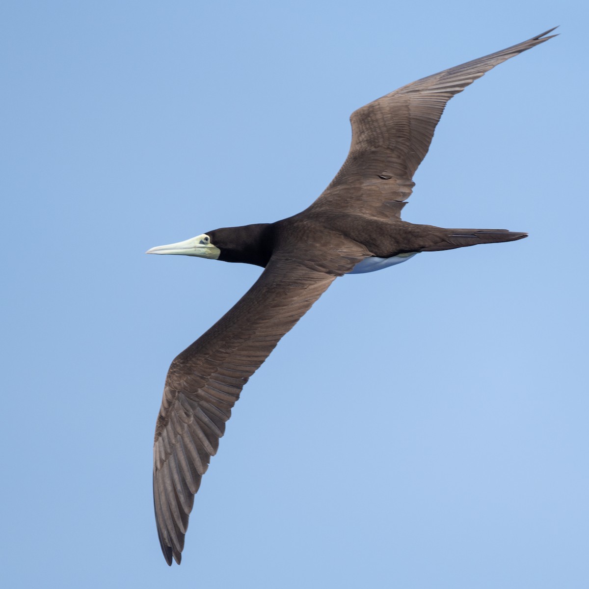 Brown Booby (Forster's) - ML617989660