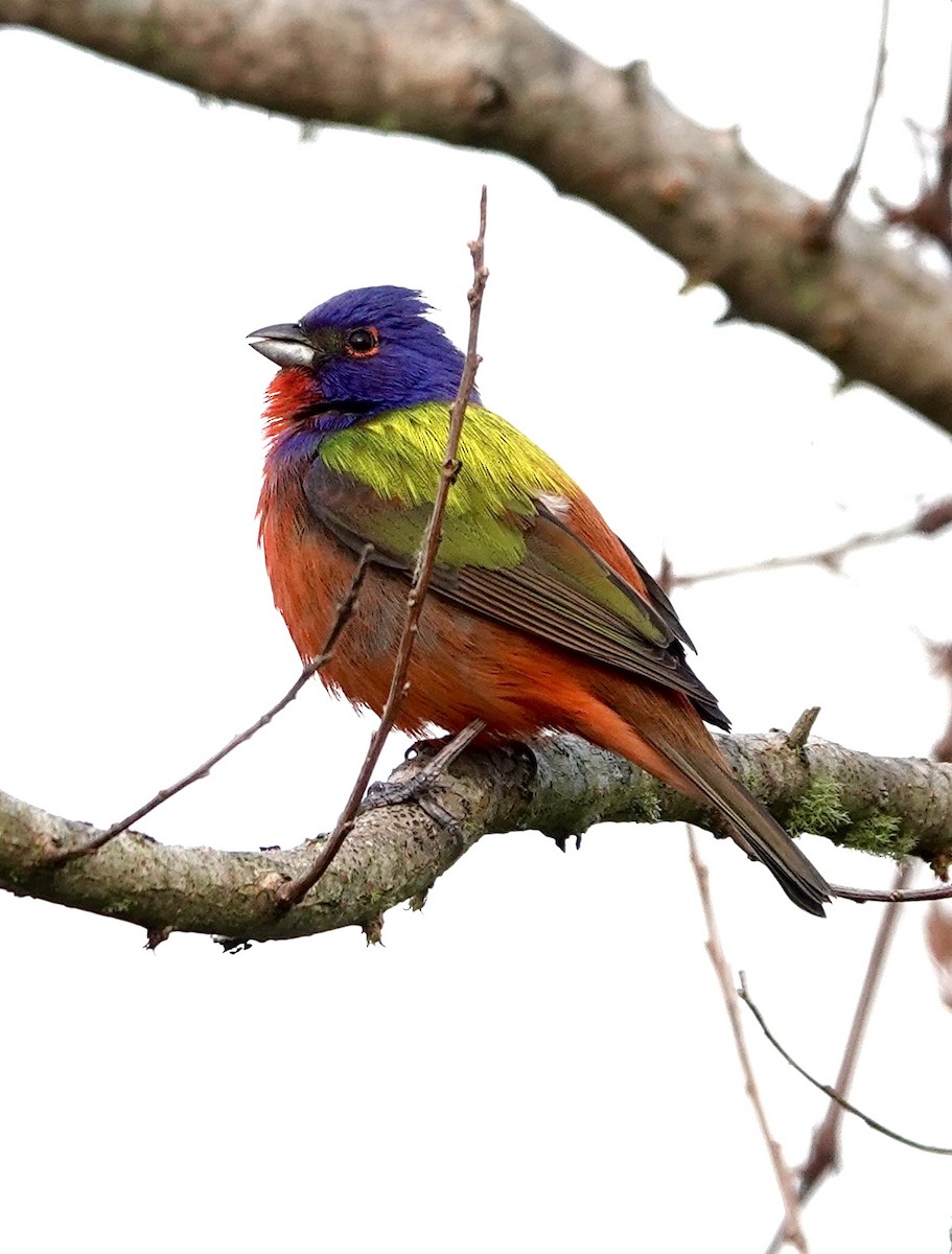 Painted Bunting - ML617989663