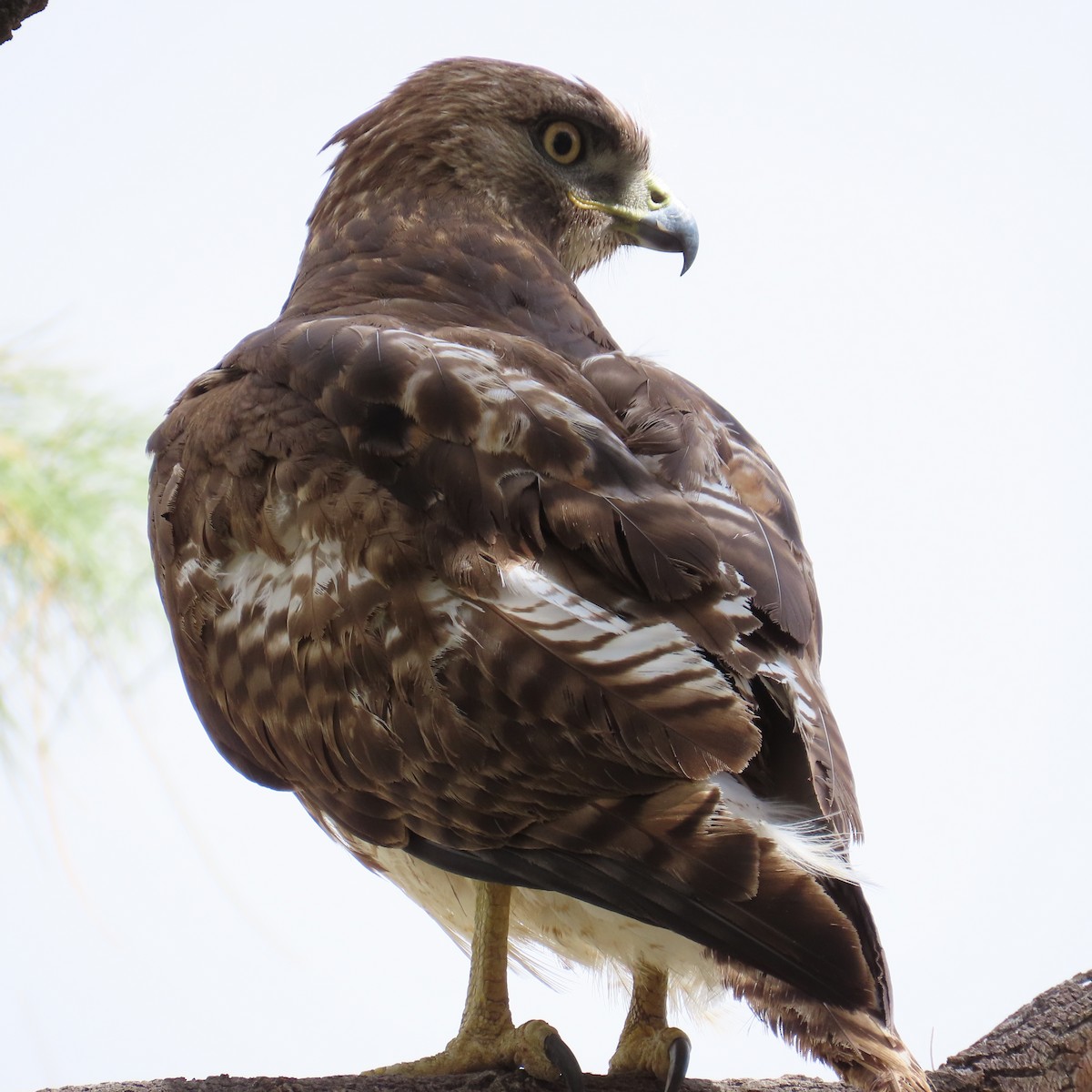 Red-tailed Hawk - ML617989684