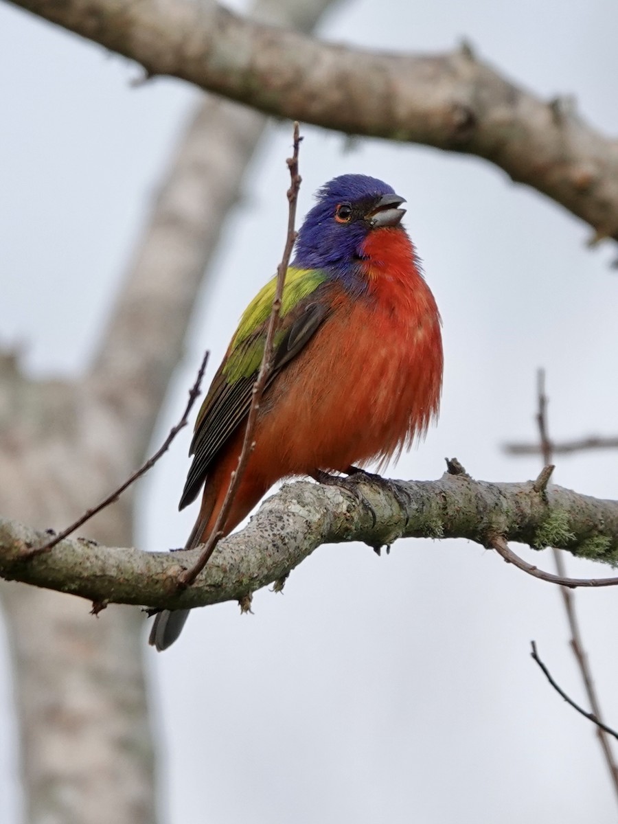 Painted Bunting - ML617989685