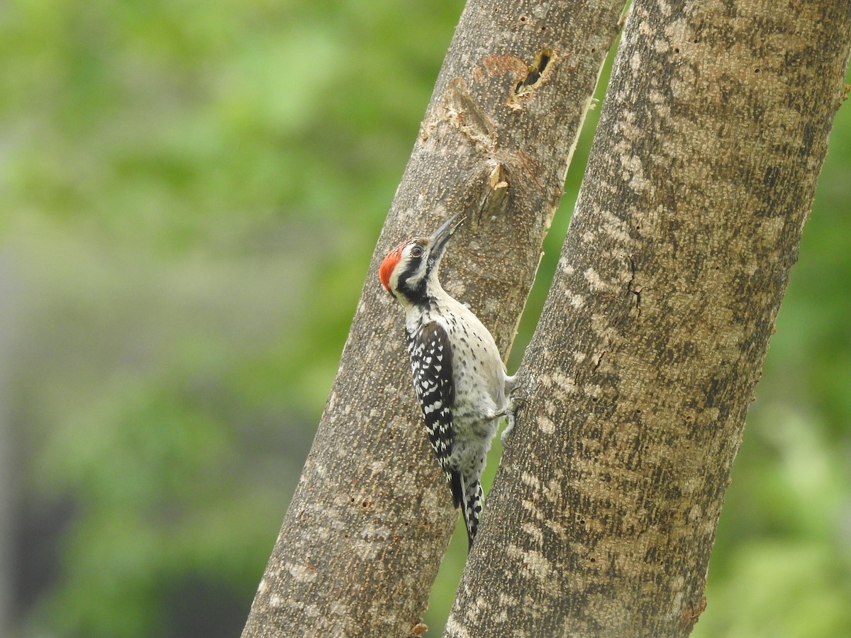 Ladder-backed Woodpecker - ML617989691