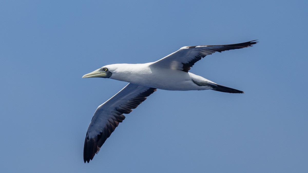 Masked Booby - ML617989696