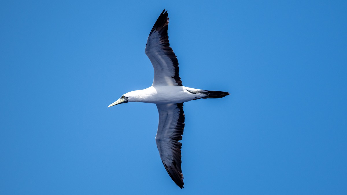 Masked Booby - ML617989697