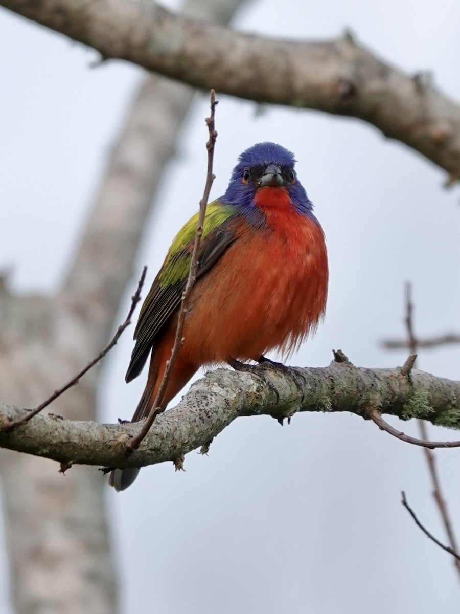 Painted Bunting - ML617989702