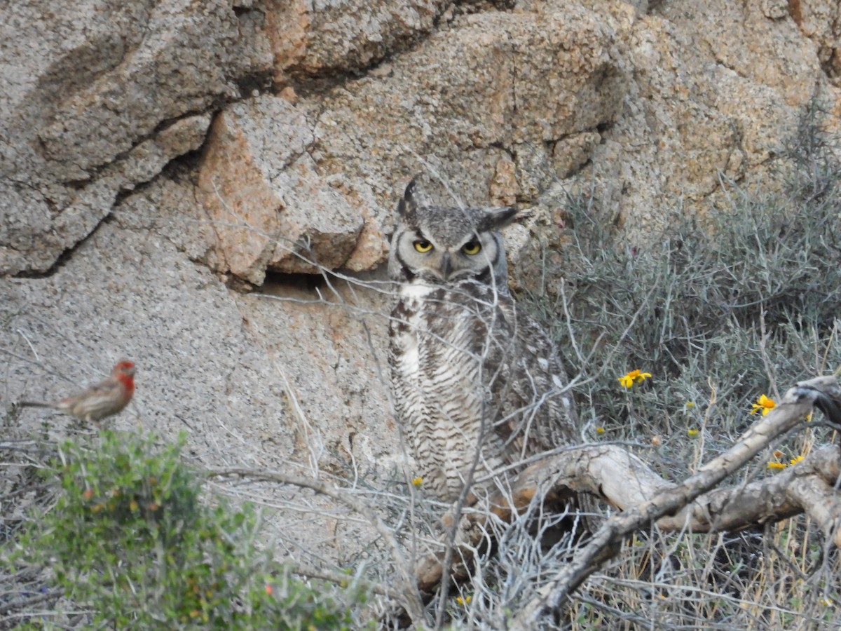 Great Horned Owl - ML617989714
