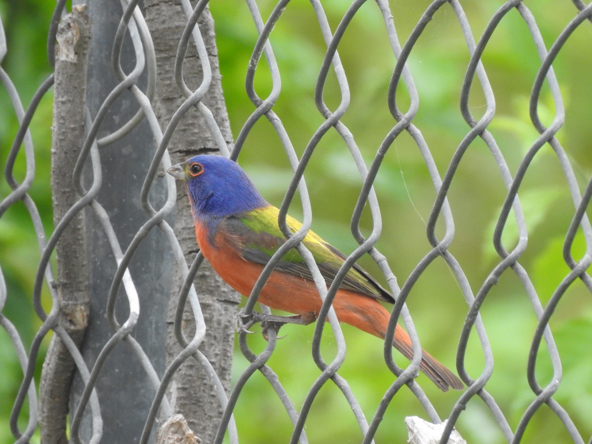 Painted Bunting - ML617989715