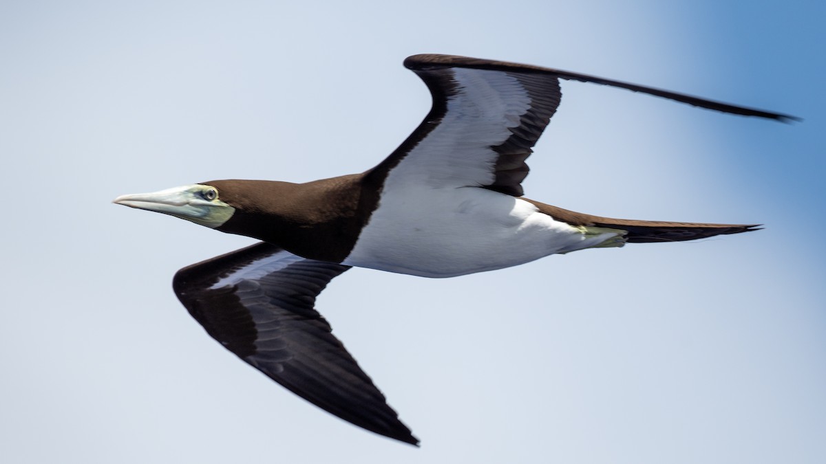 Brown Booby (Forster's) - ML617989717