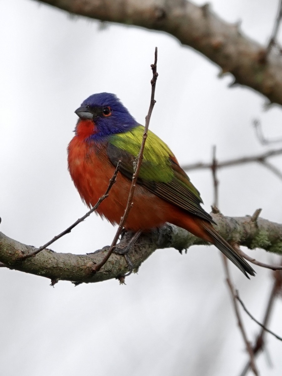 Painted Bunting - ML617989718
