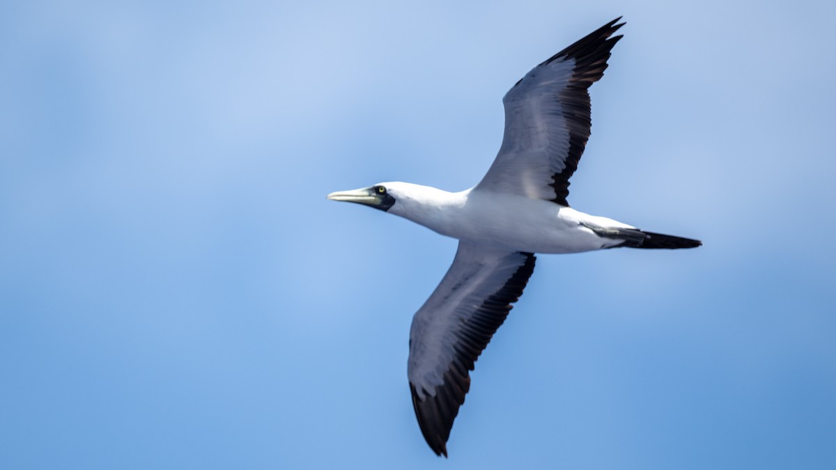 Masked Booby - ML617989724