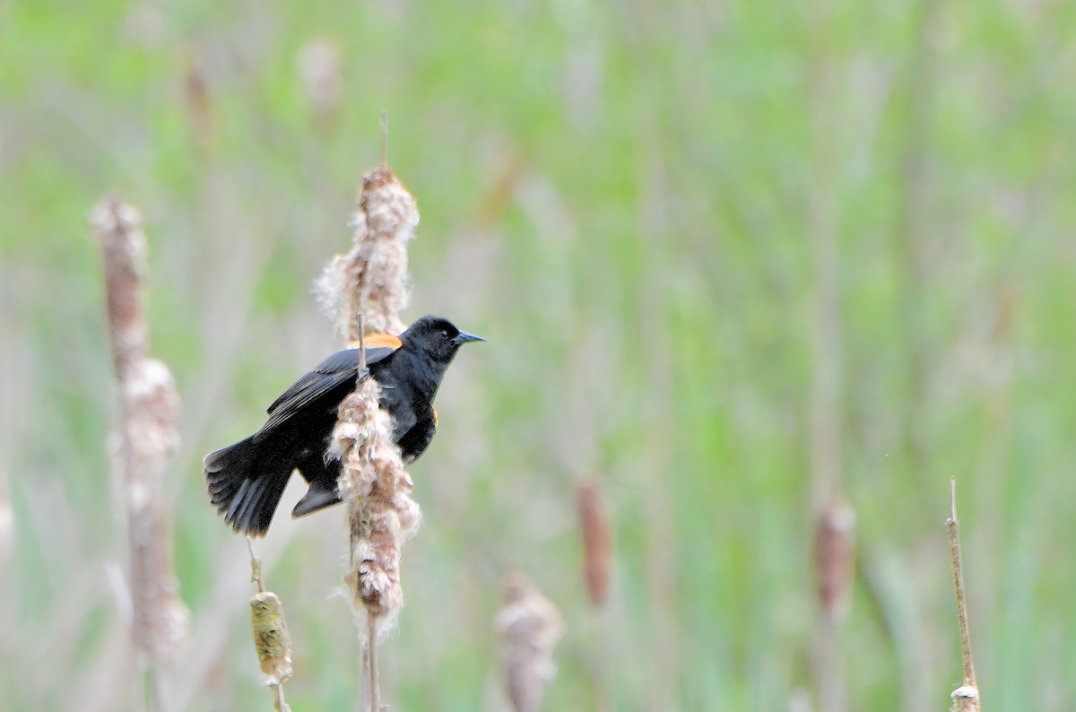 Red-winged Blackbird (Red-winged) - ML617989757