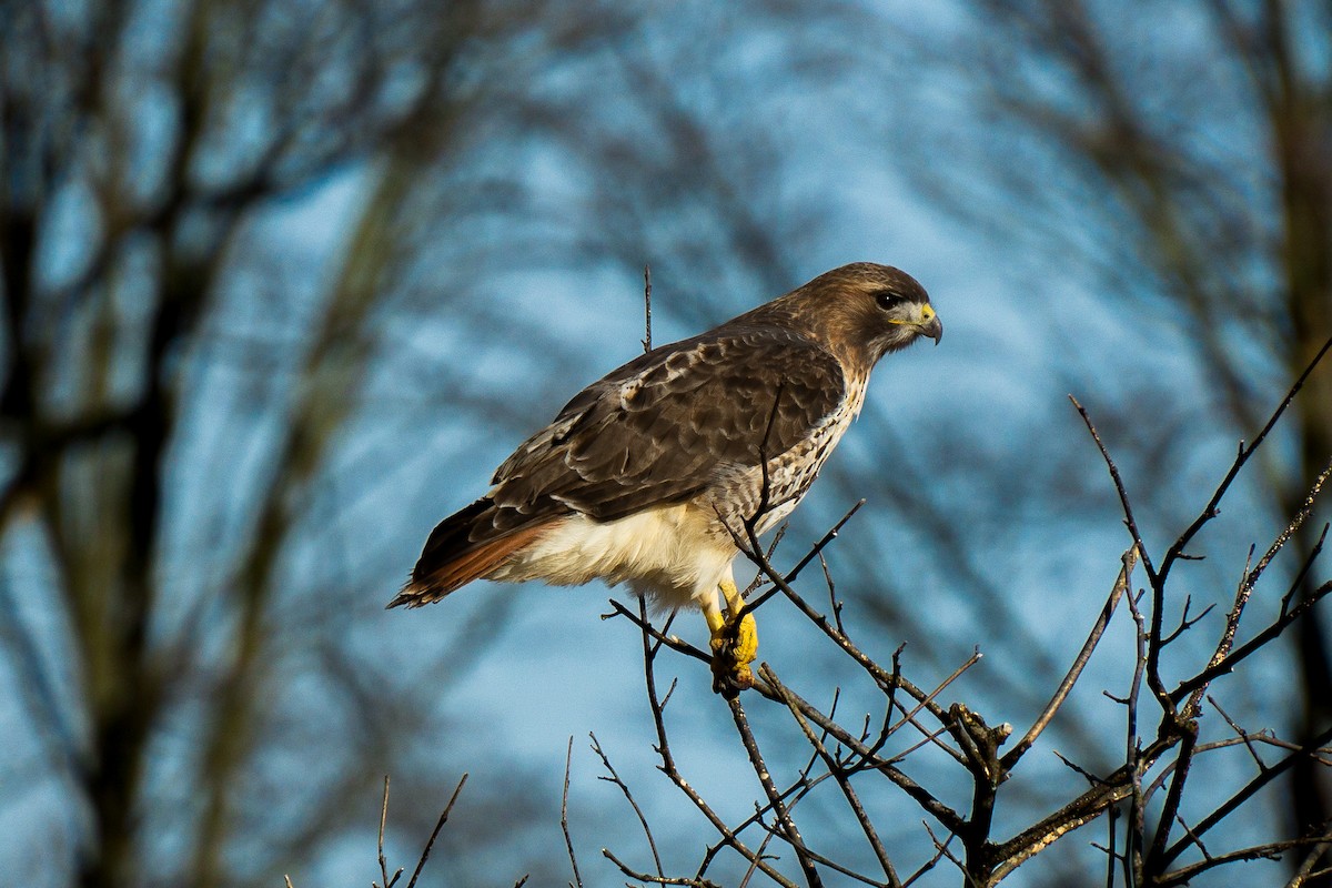 Red-tailed Hawk - ML617989762