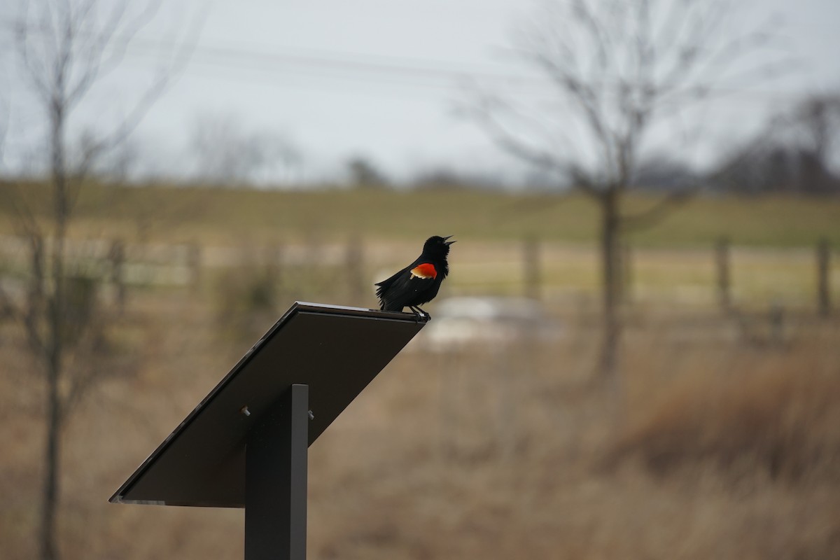 Red-winged Blackbird - Timothy Flynn