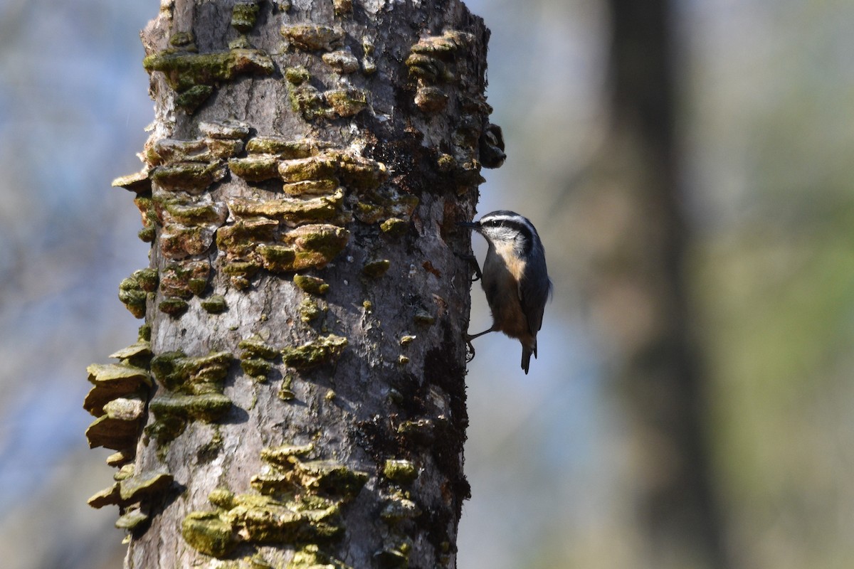 Red-breasted Nuthatch - ML617989790