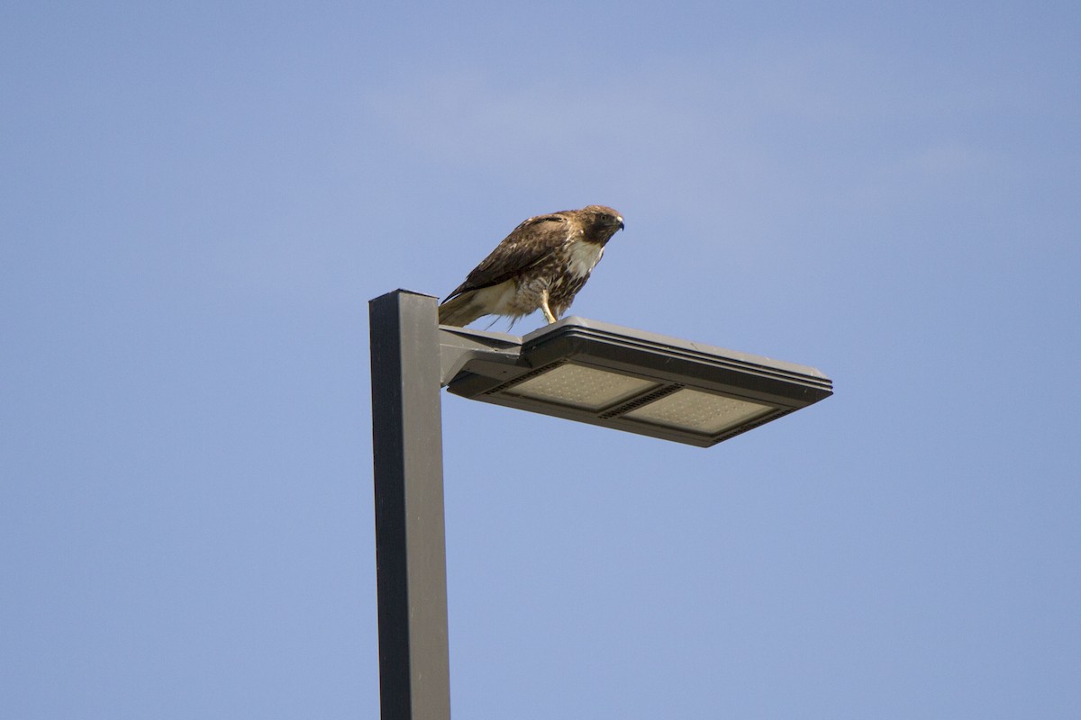 Red-tailed Hawk - ML617989859