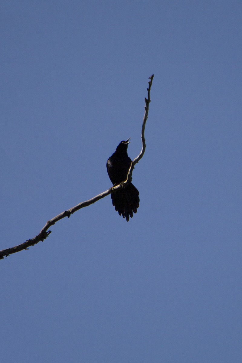 Great-tailed Grackle - ML617989946