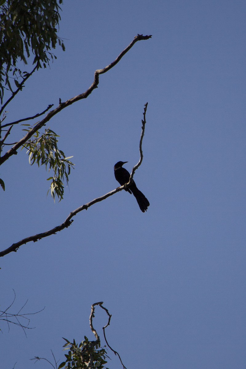 Great-tailed Grackle - ML617989947