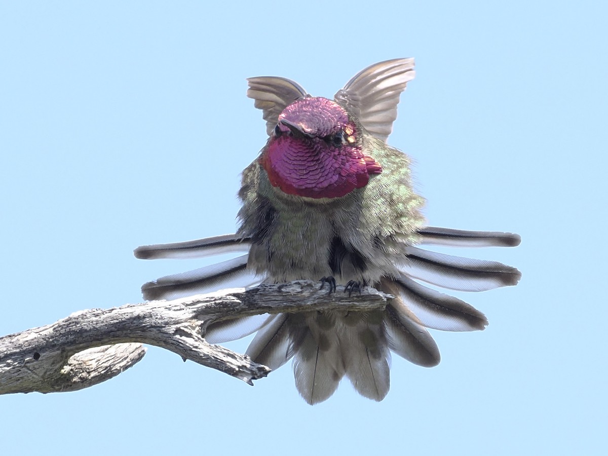 Anna's Hummingbird - ML617989984