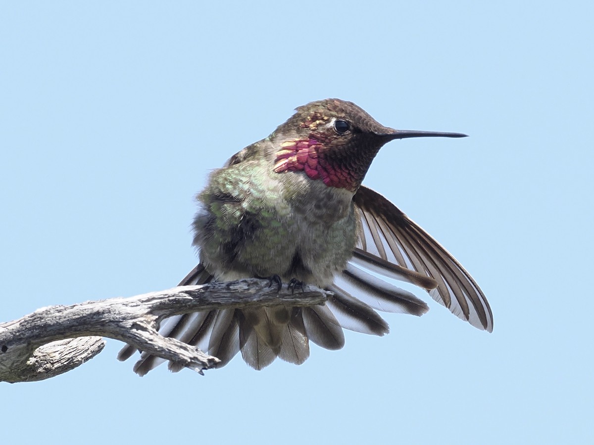 Anna's Hummingbird - ML617989985