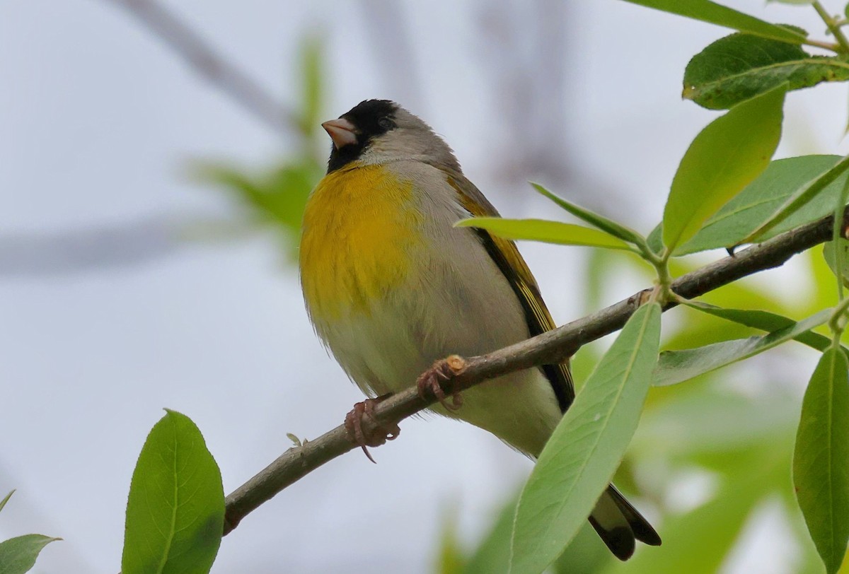 Lawrence's Goldfinch - ML617989986