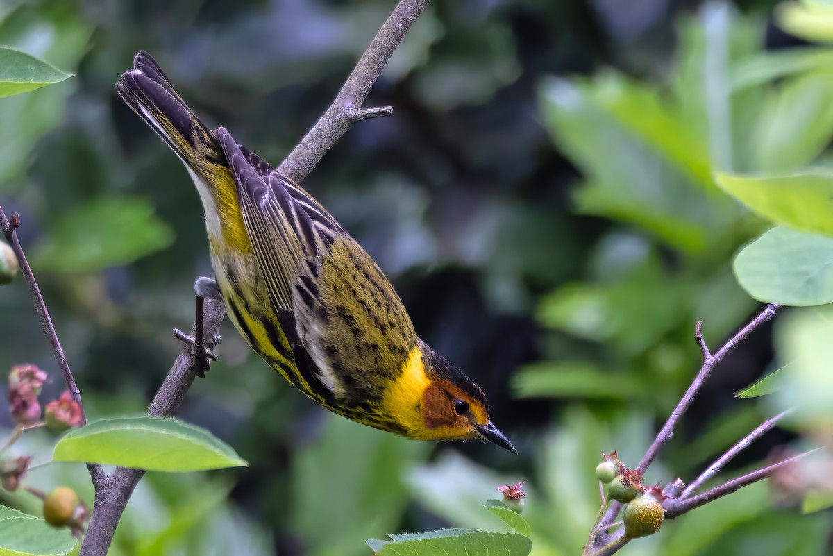 Cape May Warbler - ML617990026