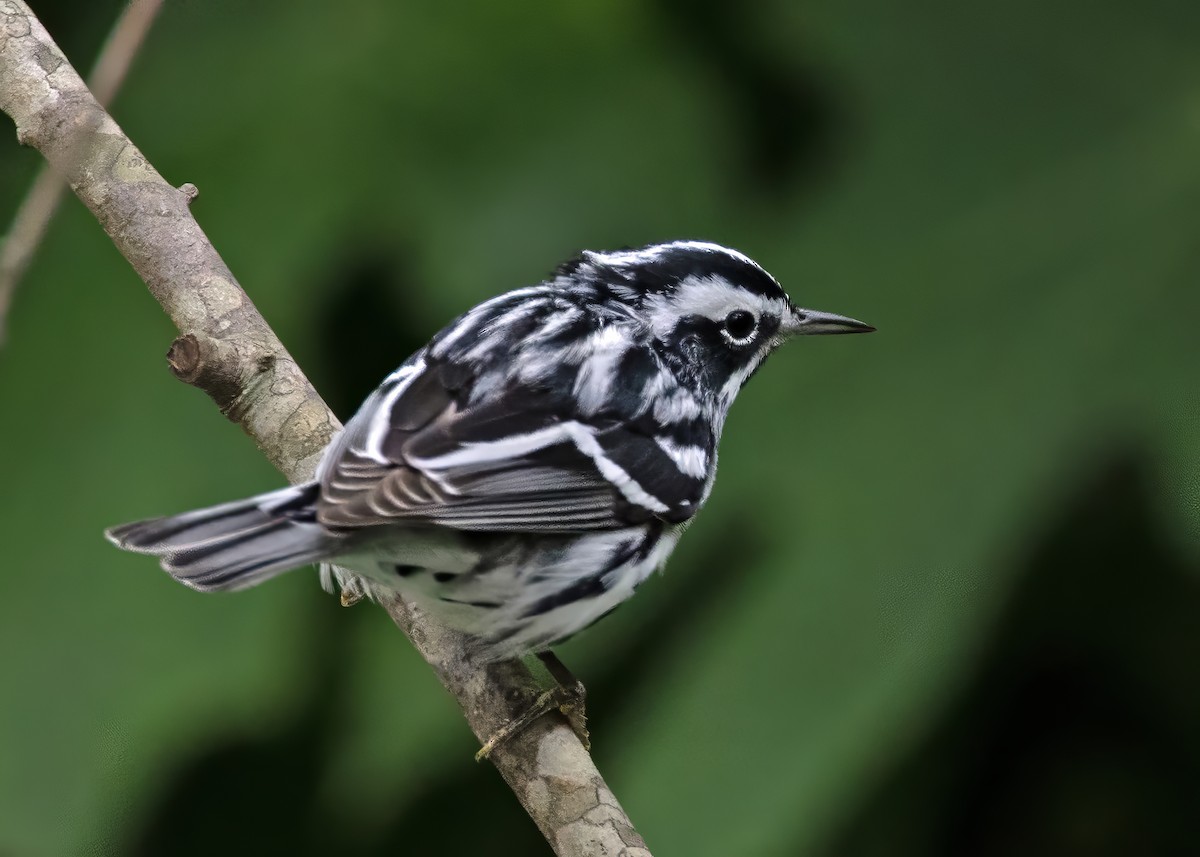 Black-and-white Warbler - ML617990034