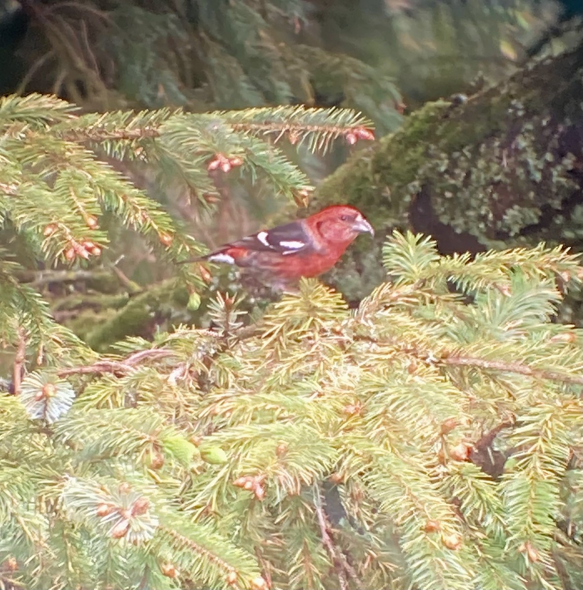 White-winged Crossbill - Marcus Roening