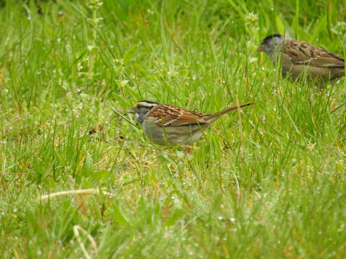 White-throated Sparrow - ML617990068