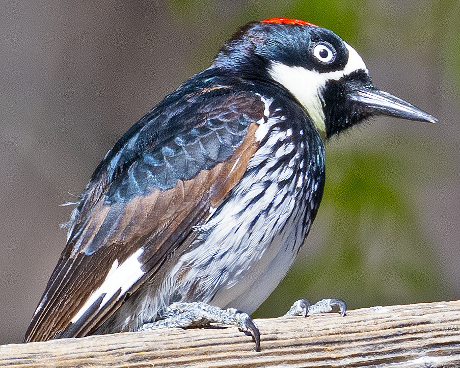 Acorn Woodpecker - johnny powell