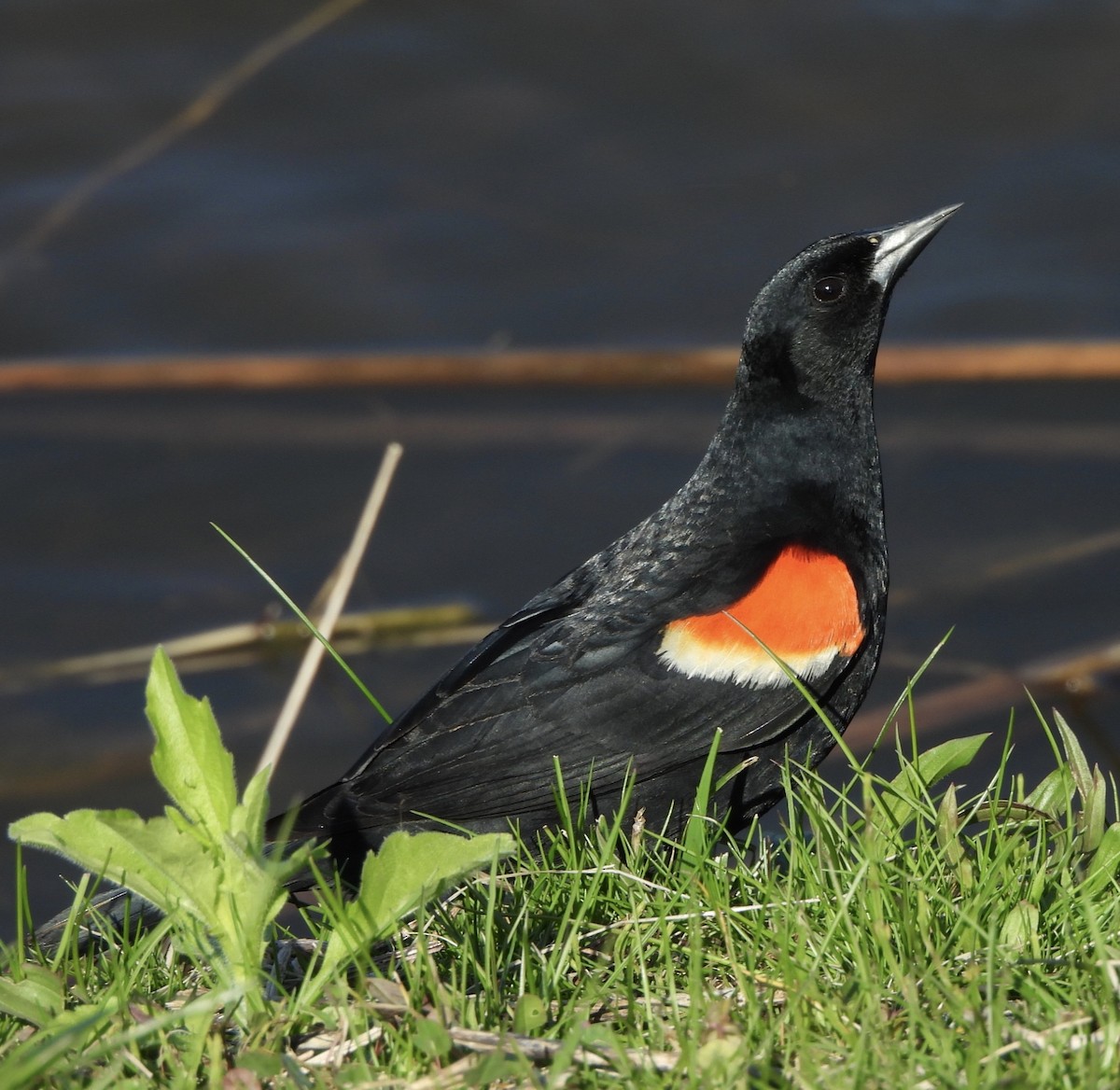 Red-winged Blackbird - Jay Luke