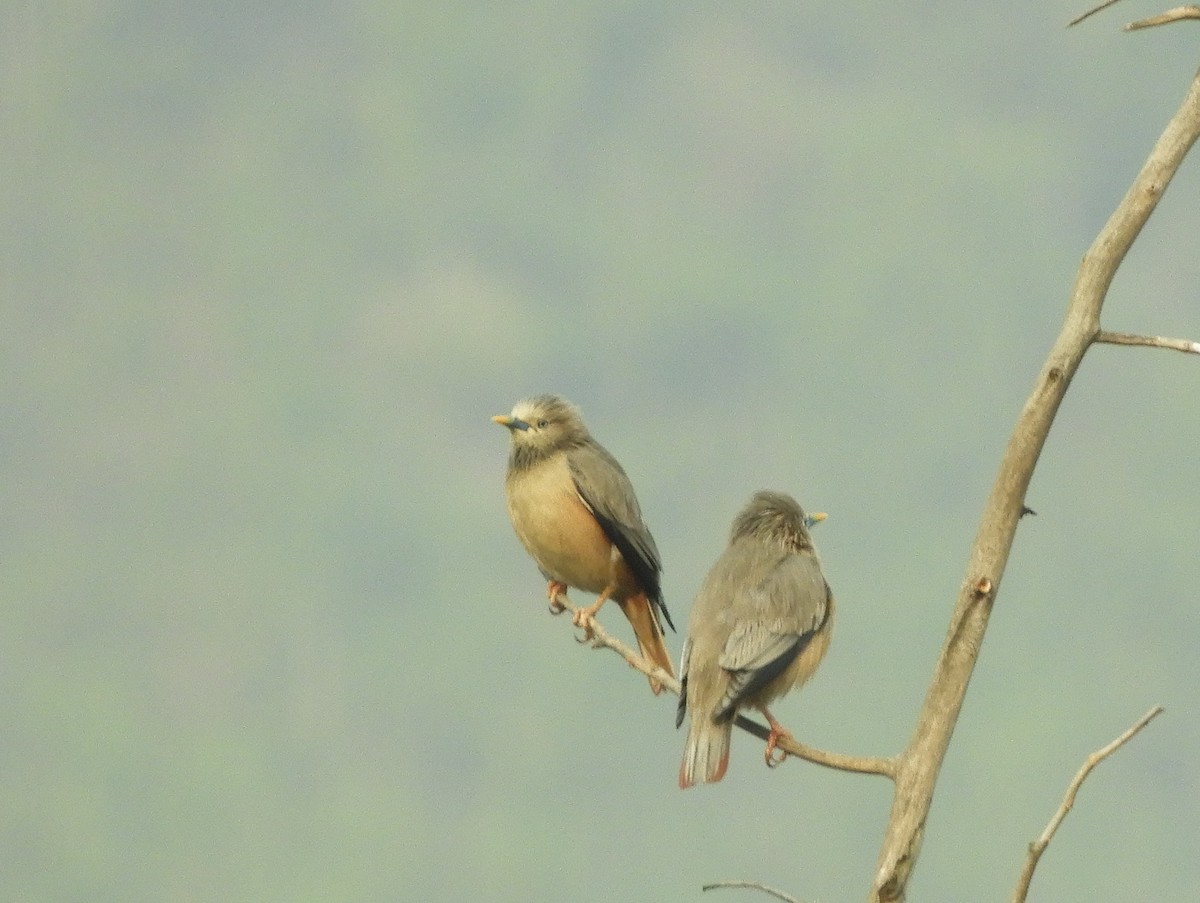 Chestnut-tailed Starling - ML617990155