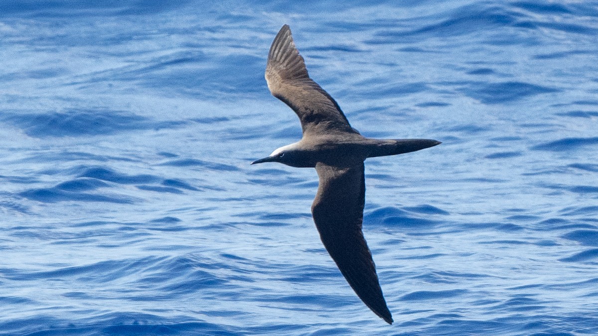 Brown Booby - ML617990197