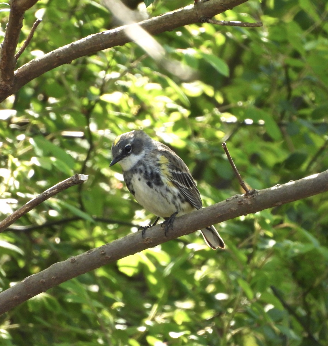 Yellow-rumped Warbler (Myrtle) - ML617990201