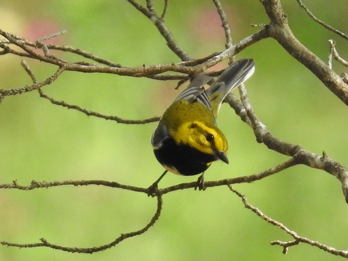 Black-throated Green Warbler - ML617990202