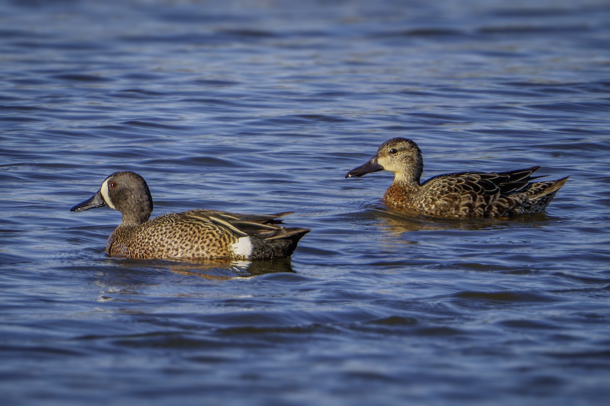 Blue-winged Teal - ML617990203