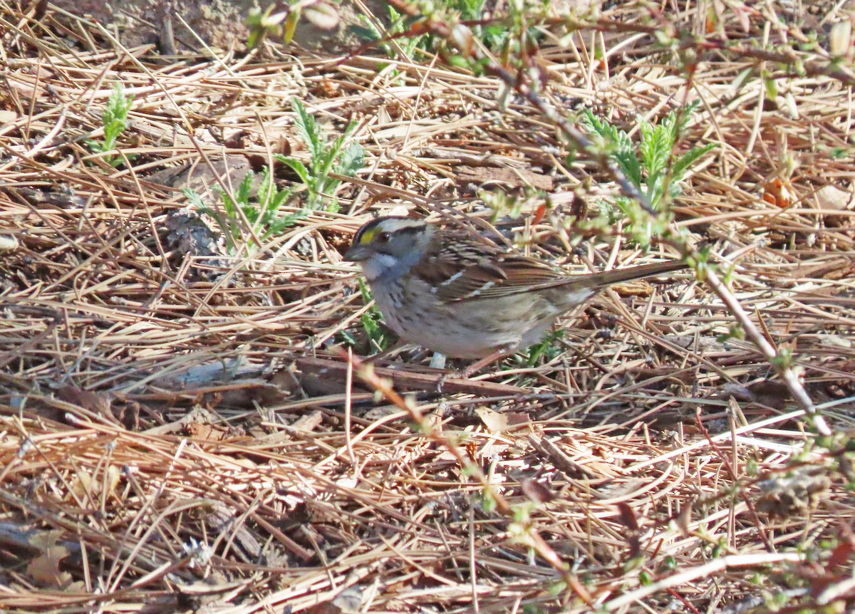 White-throated Sparrow - ML617990212