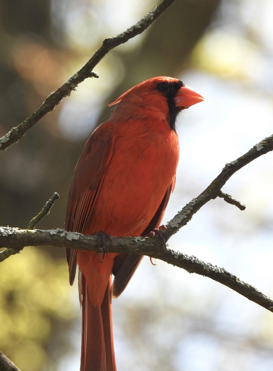 Northern Cardinal - Jay Luke