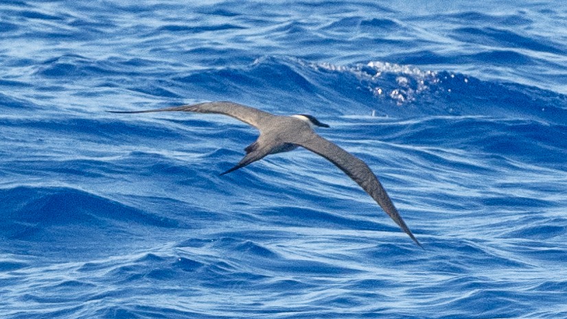 Long-tailed Jaeger - ML617990241