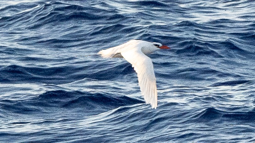 Red-tailed Tropicbird - ML617990249