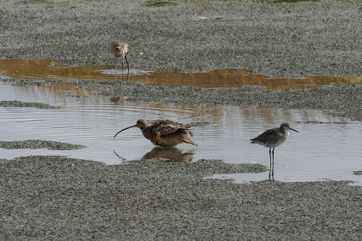 Long-billed Curlew - ML617990257