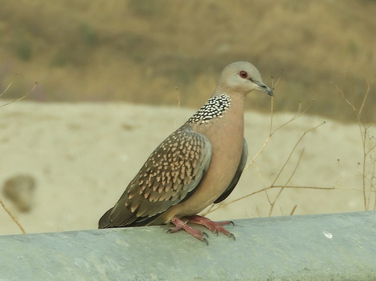 Spotted Dove - ML617990258