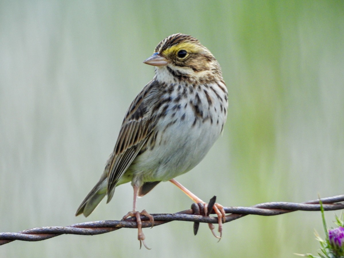 Savannah Sparrow - ML617990290